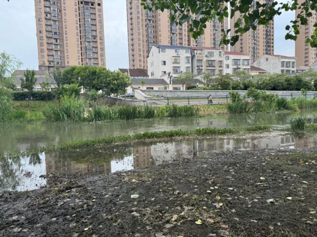 洪湖水生态状况持续下滑 昔日荷叶荷花难觅踪影