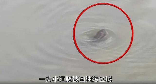 督察组暗访发现小江豚被困油污 鄱阳湖生态警钟再响