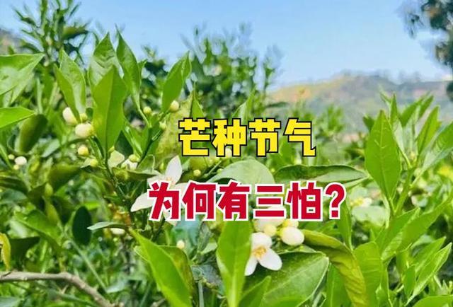 “收麦不收麦，十六早知道”啥意思？