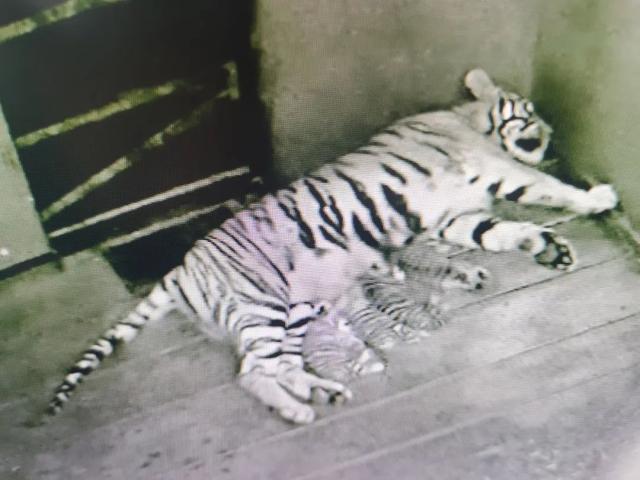 石家庄市动物园东北虎产下四胞胎 虎年添丁进口喜讯来