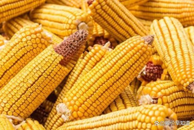 玉米“猛烈大涨”后 即将面临大跌跳水？