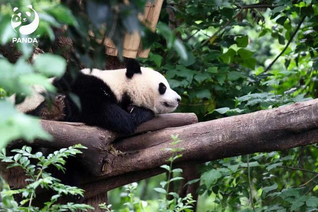 大熊猫电刺激采精伤害大不实 真相揭秘无害繁殖技术