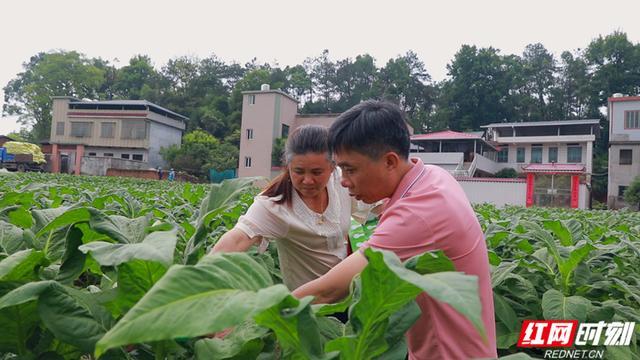 湖南桂阳放出41亿只虫子灭害虫 绿色防控守护农田安全