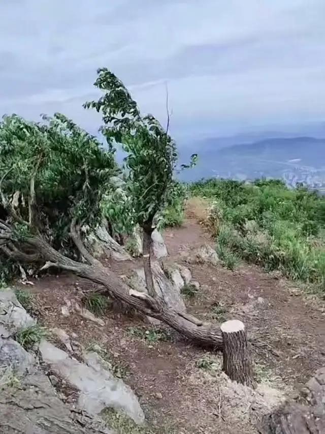 被砍网红迎客松目前仍存活 紧急保护措施显成效