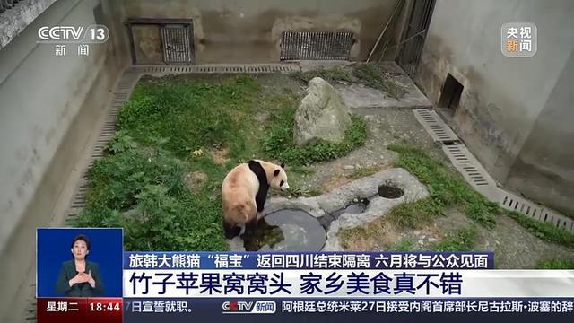 大熊猫福宝过儿童节大口吃竹子窝头