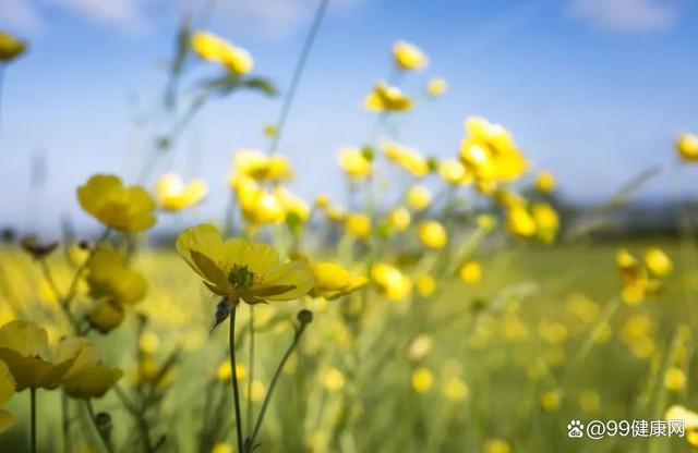 芒种马上来了！养生牢记“三忌三宜”，健康度夏攻略