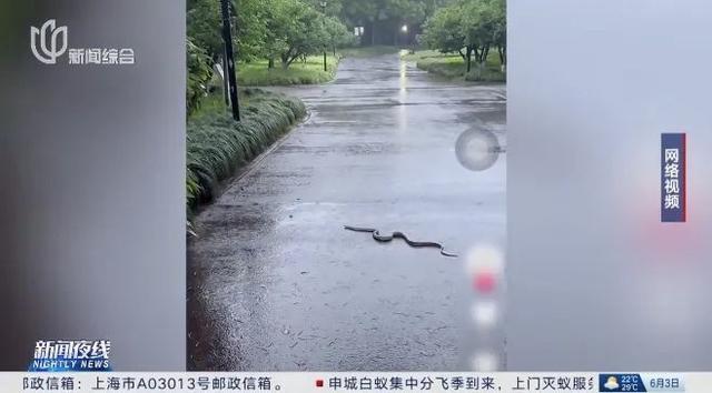 上海世纪公园有蛇出现 专家提醒