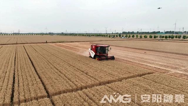 安阳实现千亩无人农场小麦收割 科技引领农业未来