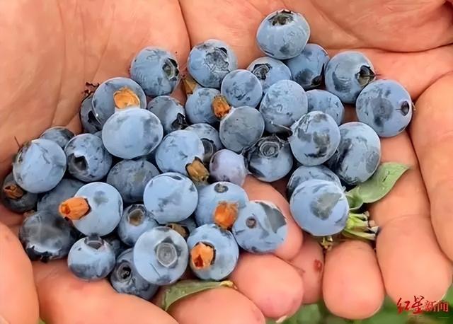 200元一斤蓝莓跌到8元 从贵族水果到平民价