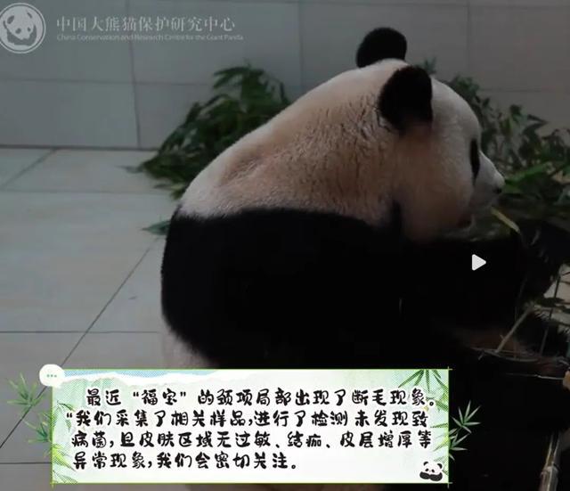 韩媒称福宝和在韩国没太大区别 大熊猫福宝待遇遭误解澄清