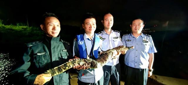 安徽一挖机师傅清理河道挖到扬子鳄 多地接力搜寻鳄鱼踪迹