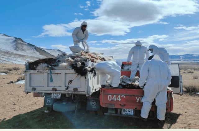 极度严寒天气导致蒙古国超10%牲畜死亡，损失数量或升至1490万头