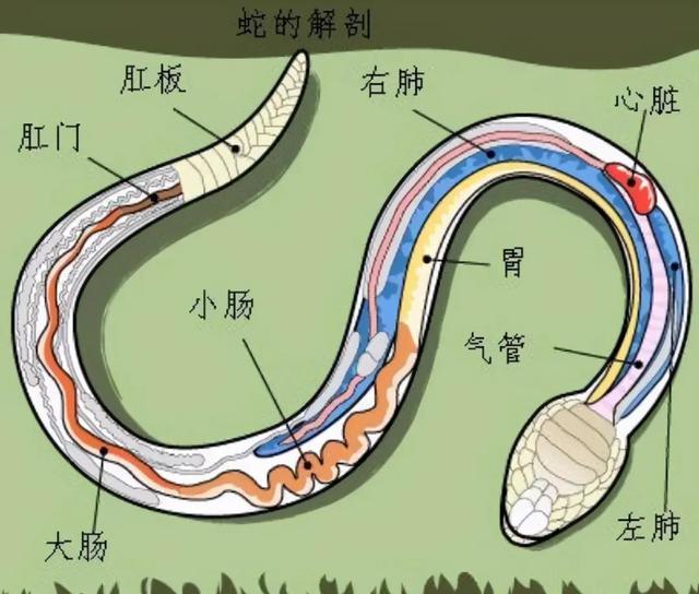 须眉吃饭遇蛇爬脚面吓到原地升空 夜间垂纶需警惕蛇类出没