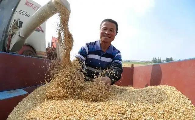 男子计算三亩麦子纯利润：2195元，种粮效益真相何在？