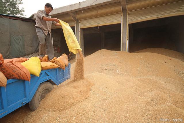 小麦“开涨” 玉米“量减价涨” 市场供需新变局