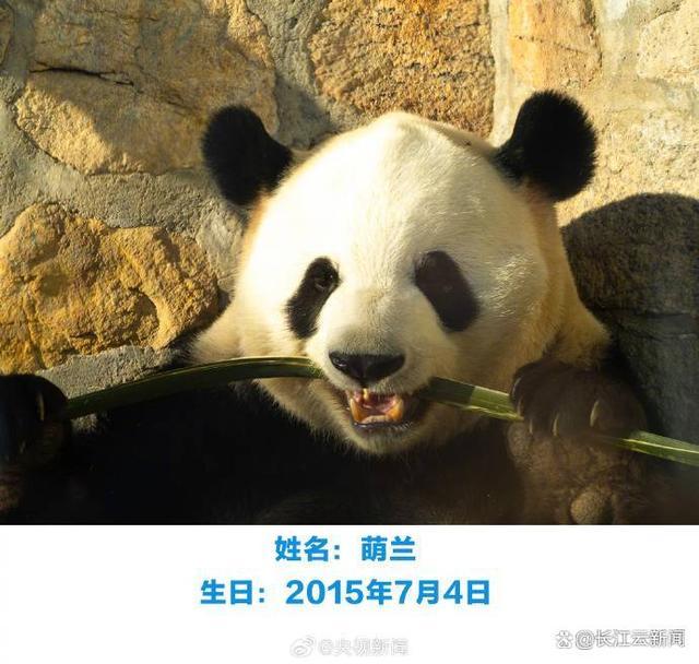 萌兰和花和叶今天过生日 熊猫家族同庆，萌翻天！