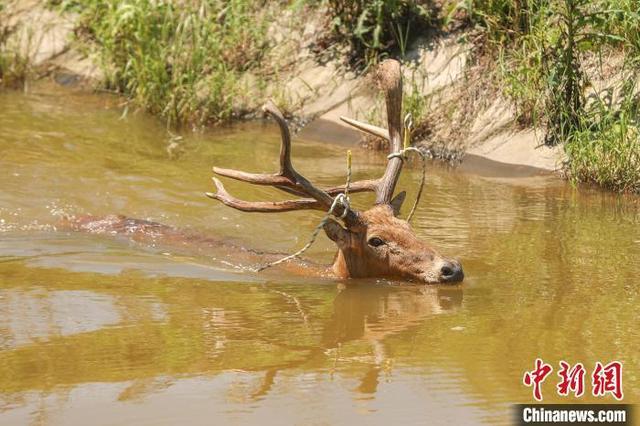 鄱阳湖水位上涨麋鹿被困多方救援