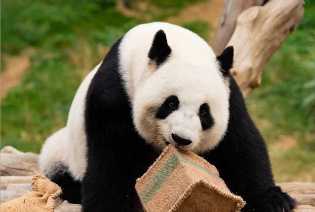 新一对大熊猫将赠香港 大熊猫牵起川港情缘！