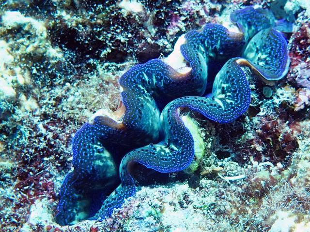 黄岩岛被中国保护得媲美大堡礁 生态调查驳斥菲方谬论