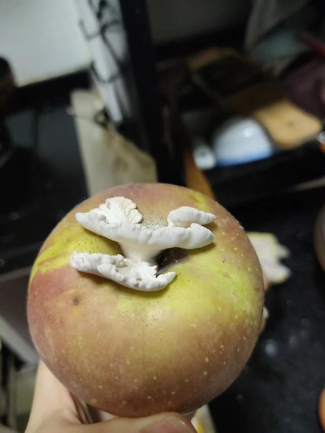 苹果长出蘑菇女子赠送用于研究