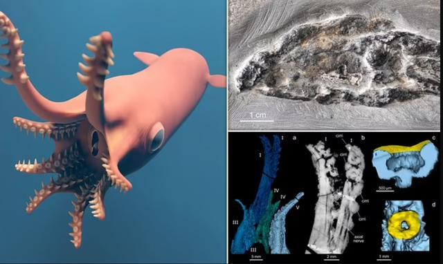 中国科学家在南海发现新物种拟幽灵蛸 深海神秘新成员