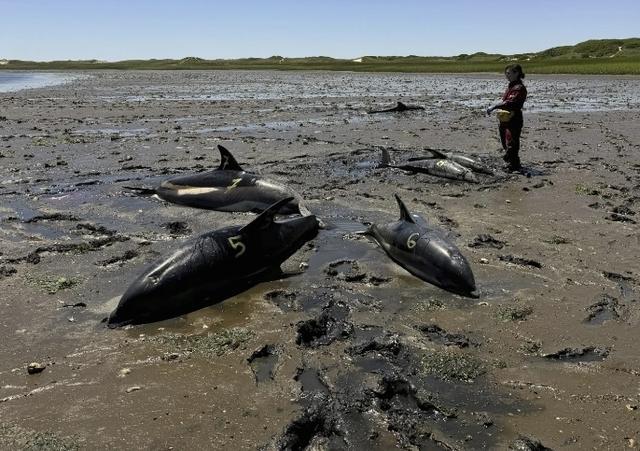 美国发生史上最大规模海豚搁浅事件 超70%海豚获救