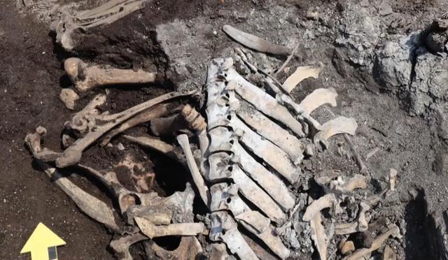 韩国宣布出土一堆500年前的牛骨头：或与祭祀有关