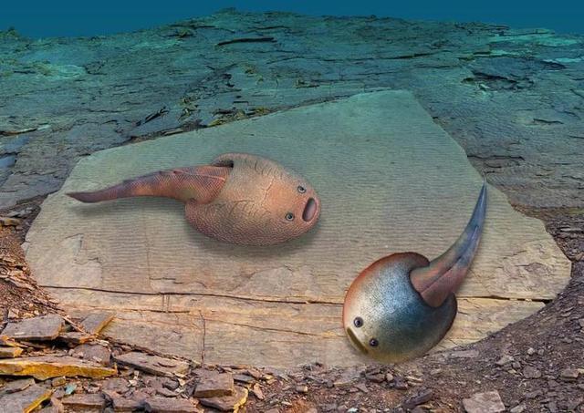 浙江新疆发现失散4亿多年的古鱼兄弟