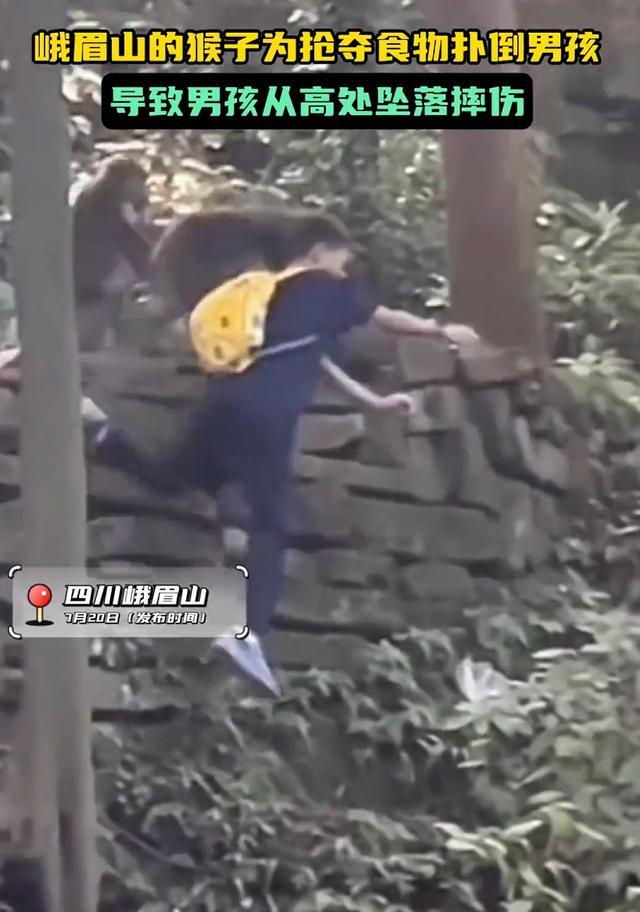 峨眉山猴子抢食致男孩从高处坠落