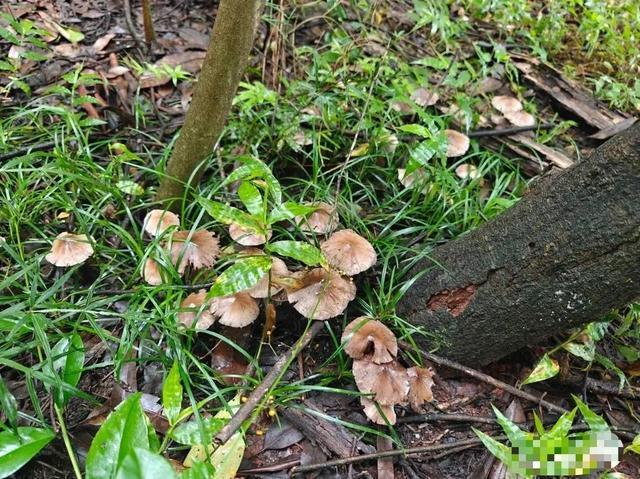 网友在龙泉山捡野菌吃进急诊 野菌美味背后的致命风险