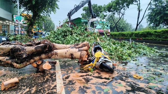 台风“格美”袭台：有人骑机车被树压死