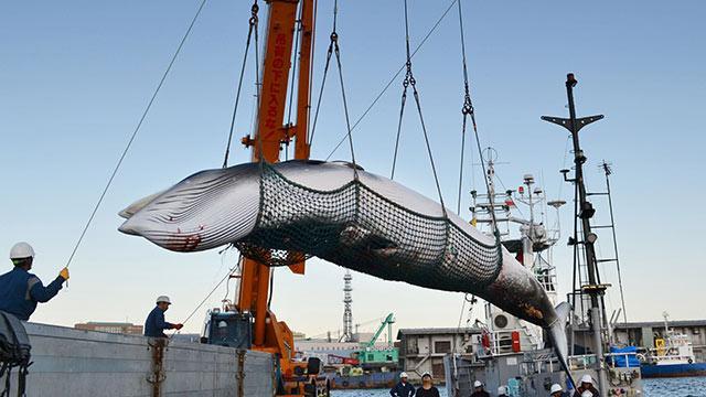 澳大利亚对日本决定捕鲸表示失望