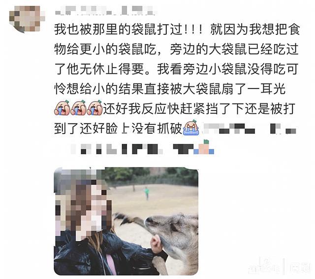 上海野生动物园袋鼠打人 园区安全引热议
