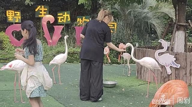 上海野生动物园袋鼠打人 园区安全引热议