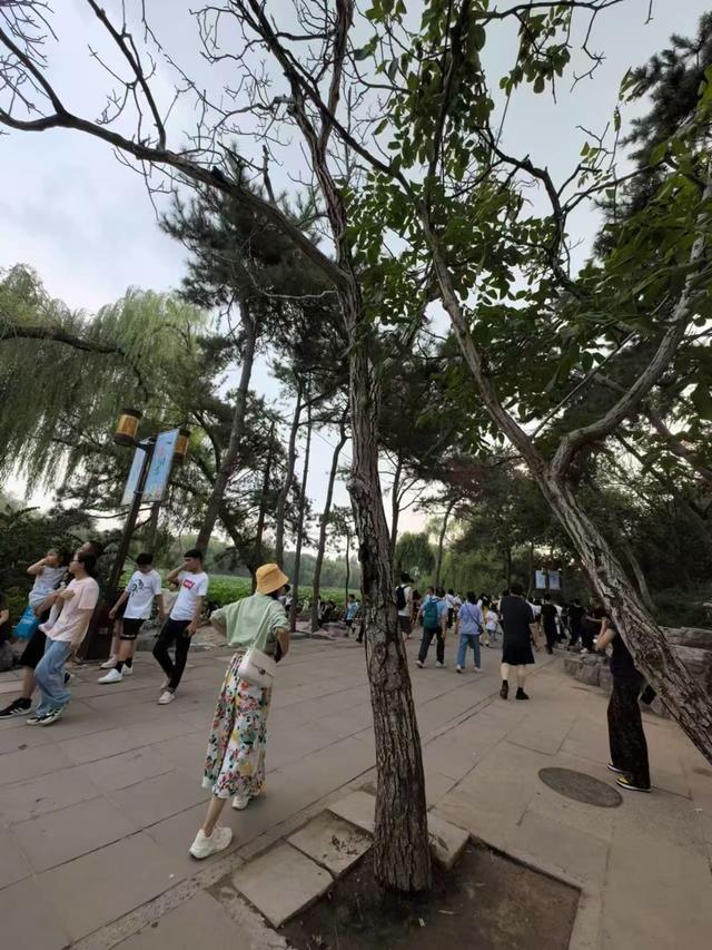 大树倒伏都是风雨惹的祸？“健康体检”很重要 防患于未然保安全