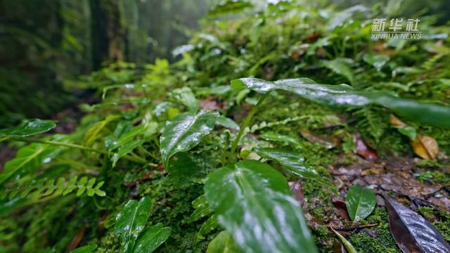 哀牢山中被密林裹挟的紧张感 探秘南溪老林深处