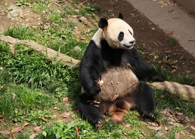 大熊猫彤彤死亡