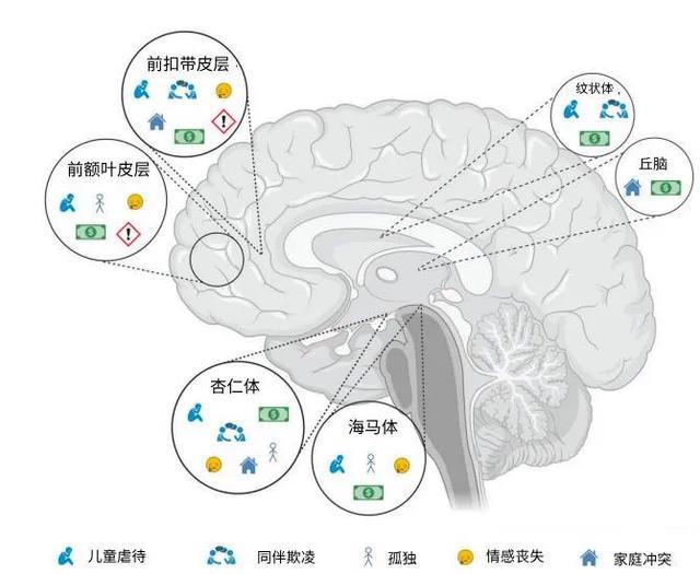 最新研究：多吃苦，对大脑有害！揭秘七种逆境影响