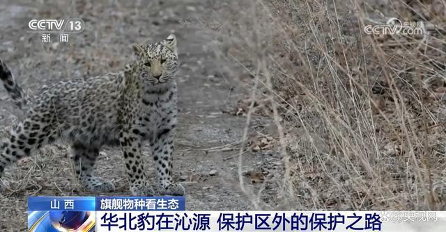 数"说旗舰物种多样化保护之路：生态卫士的华丽归来