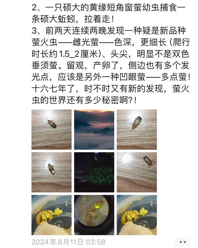 💰欢迎进入🎲官方正版✅专家认为浙江和四川等地是萤火虫较适宜的栖息地  第6张