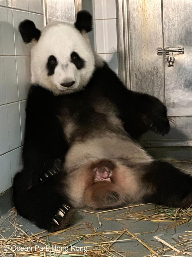 中央赠港大熊猫盈盈产下龙凤胎 港诞首对大熊猫宝宝