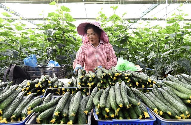 菜价无小事！多地黄瓜茄子等蔬菜价格上涨