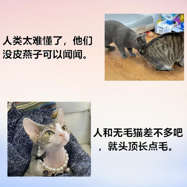 猫咪挨骂后的表情笑翻众人 喵星人心声大曝光