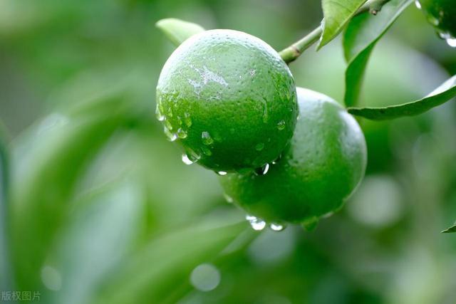 老人说最怕“白露一日雨” 有啥预兆？