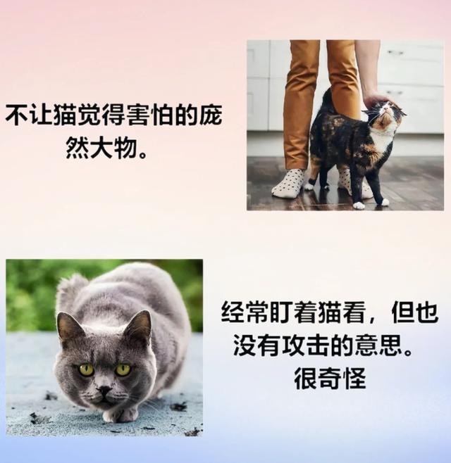 猫咪挨骂后的表情笑翻众人 喵星人心声大曝光