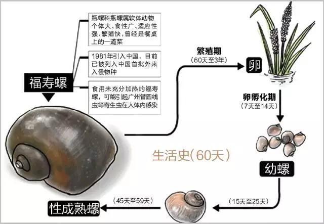 河南一地发现外来入侵物种 福寿螺卵块现身公园水域