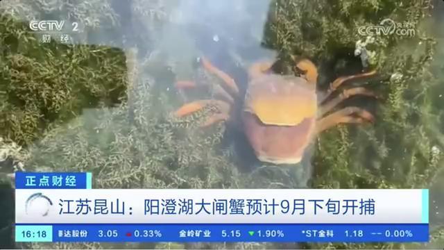 阳澄湖大闸蟹预计9月下旬开捕 迟到的美味挑战中秋餐桌