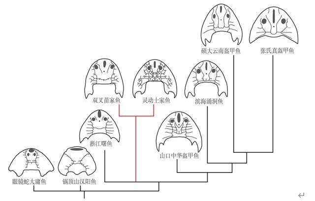 考古发现4亿年前人类四肢线索 古老鱼化石揭露起源之谜