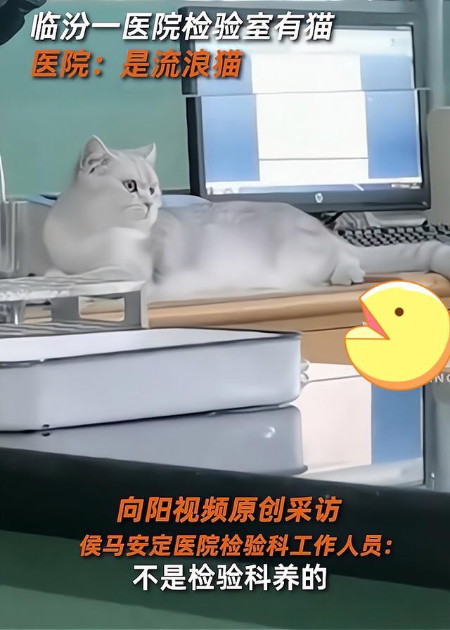 医院检验科疑现宠物猫？卫健委回应