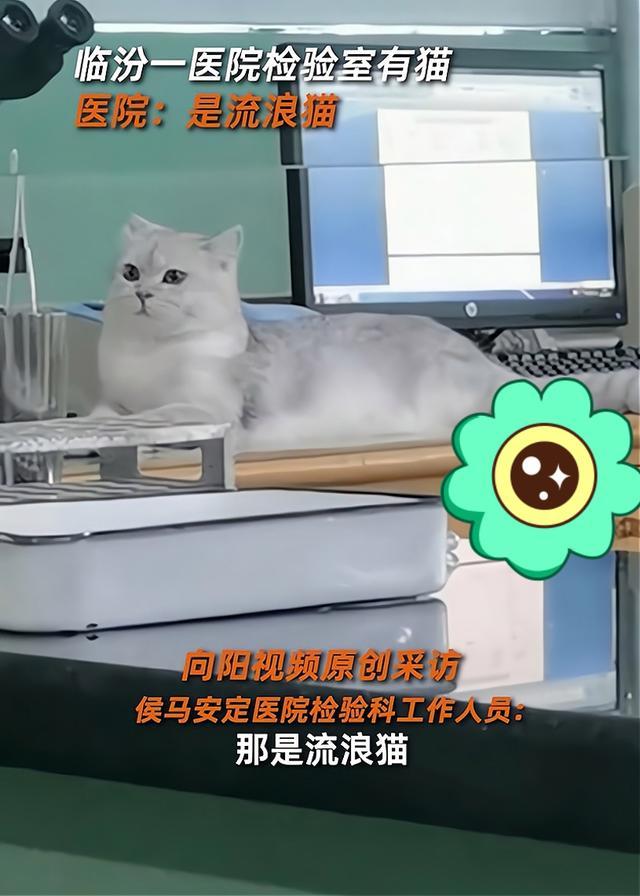 医院检验科疑现宠物猫？卫健委回应 流浪猫引卫生质疑